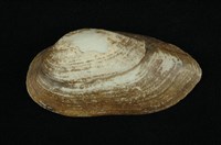 藏品(石蚌)的圖片